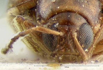 Media type: image; Entomology 18475   Aspect: head frontal view